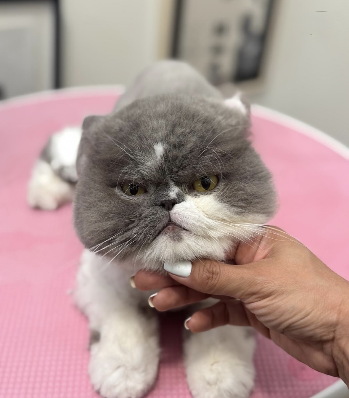 Cat grooming at The Furry Club