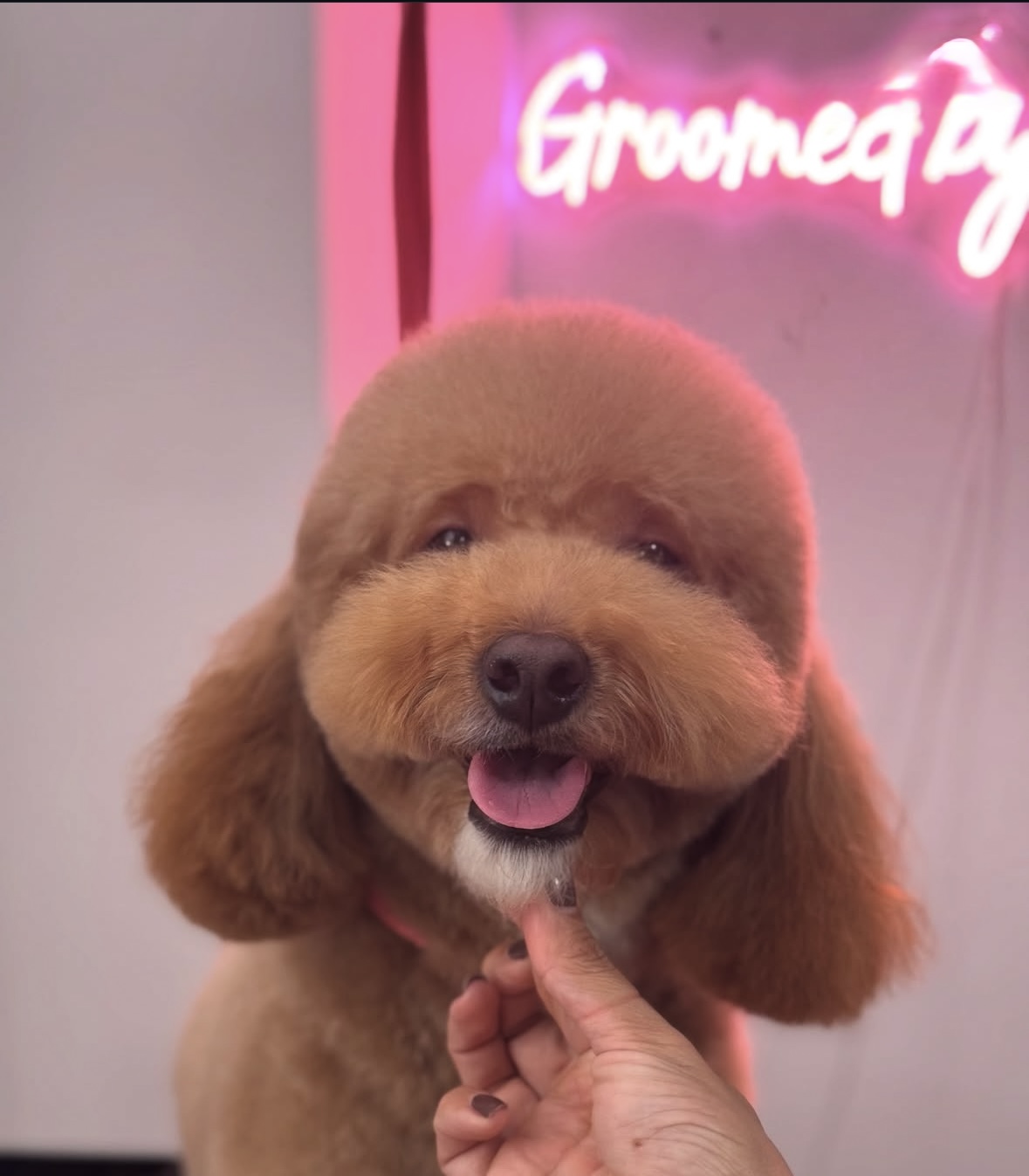 Dog on grooming table at The Furry Club
